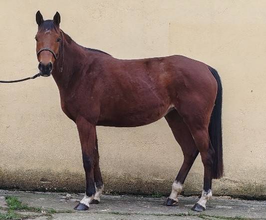 Madisone de molion, jument, 5 ans, bai; sf, toise 1.65