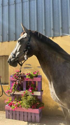 Nashira de molion, jument, 3 ans, grise; sf, toise 1.65