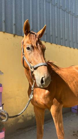 Nostradamus hongre, 3 ans, alezan brûlé, sf, toise 165
