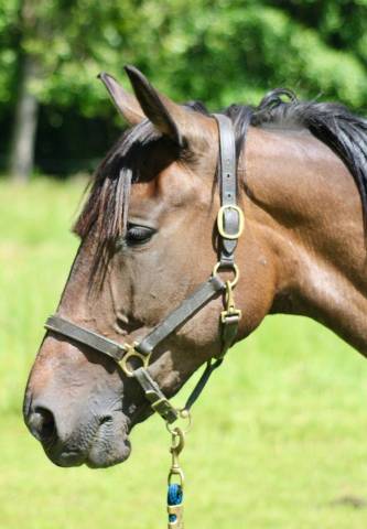 Jument - loisir, dressage, repro, tap