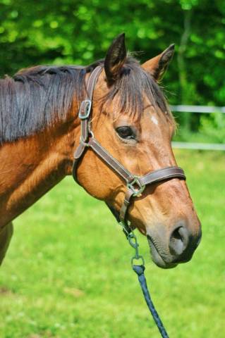 Lot 2 hongres - loisirs, compétition, famille, club