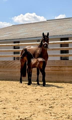 Pouliche origine dressage