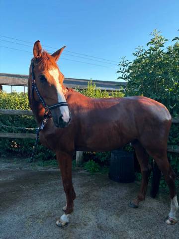 Jeune hongre 5 ans – sport – riom (63)