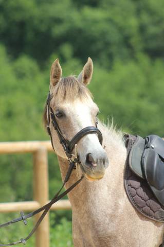 Poney de cso, loisir
