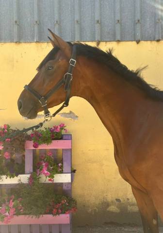 Noel de molion  3 ans , bai, toisera 165-170