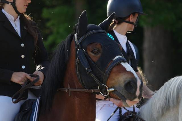 Poney à vendre