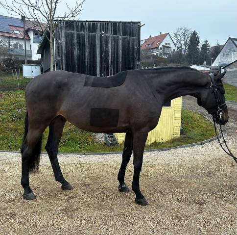 Fantastique hongre holsteiner