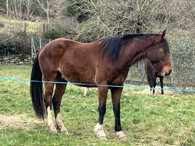 Hongre 3 ans sf x pfs