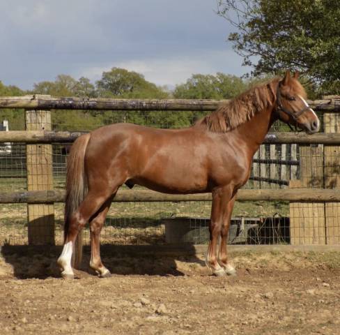 Demi-pension poney d pfs de 5 ans