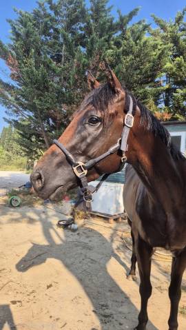 Cheval pp type sport