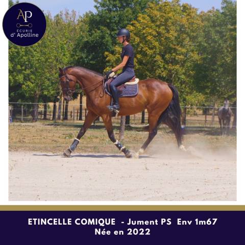Jeune jument 4 ans env 1m67