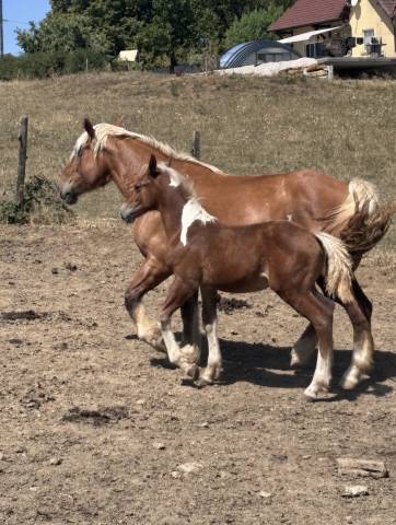Poulain oc paint horse