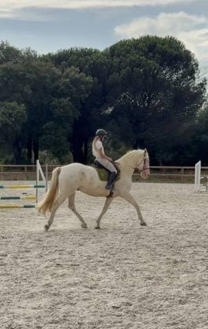 Cheval lusitianien 1 à 3j par semaine