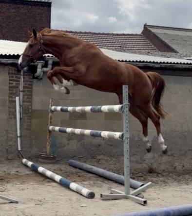Excellente jument bwp de 3 ans +-1m67