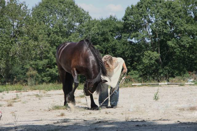 Dp cheval