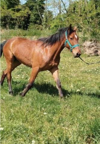 Cheval hongre de 6 ans