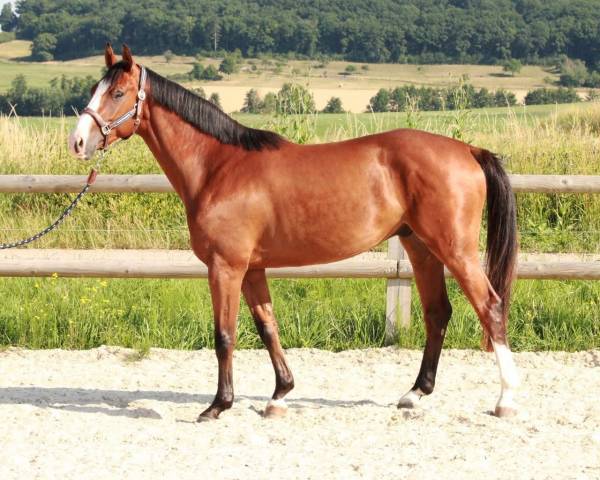 Chevaux à vendre – direct éleveur