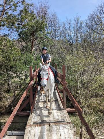 Cheval de loisir, assurance tous risques