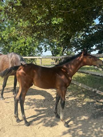 Pouliche sf catover x calvaro
