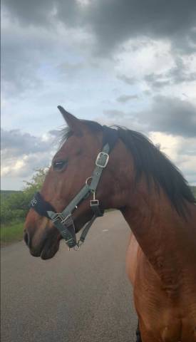 ? papoila – ponette onc à vendre ?