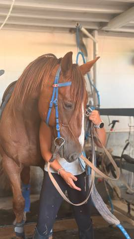 Trotteur français réformer 9ans