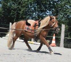 Eristoff du chenilly, shetland pp, 12 ans