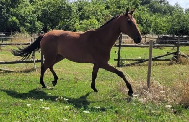 (59 nord) cheval calme et doux pour loisir et rando