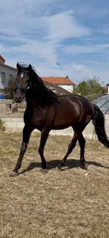 Pure race espagnole
