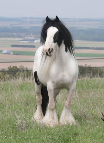 Jument irish cob pp pie tobiano 
