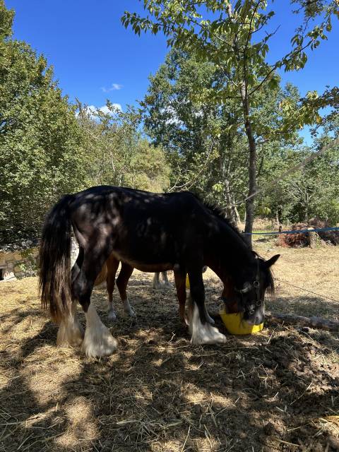 Poulain irish cob pp noir pangare 