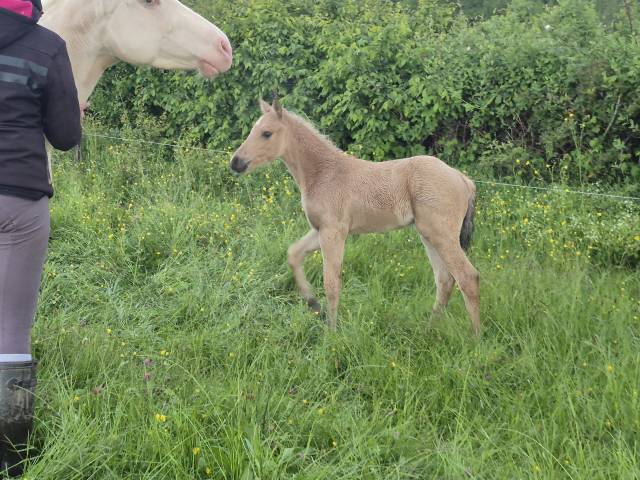 Poulain pp qh x connemara