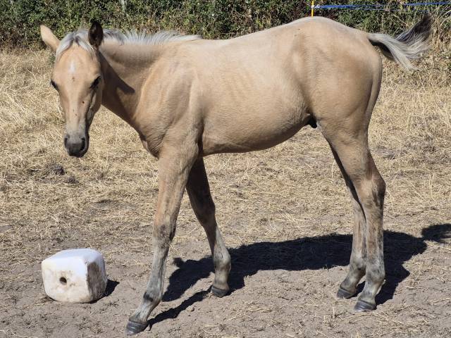 Poulain pp qh x connemara 