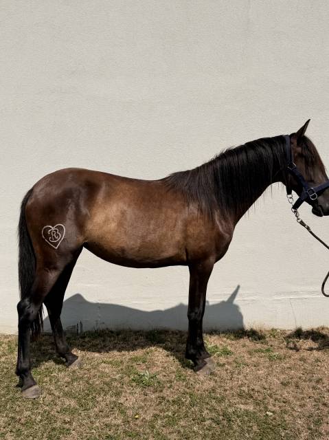 Pure race espagnole 