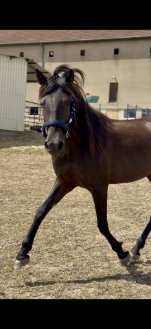 Pure race espagnole 