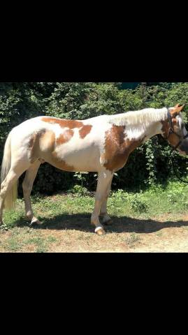 à vendre – hidalgo