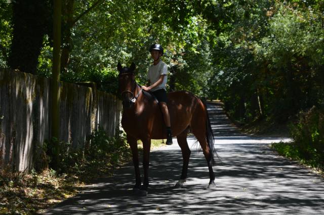 Jument de 6 ans (1m65) sans faute 1 mètre
