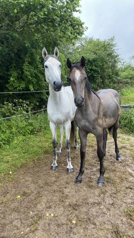 Pouliche de devils 2000z x checkter x dominatore2000z