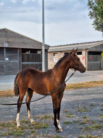 Plusieurs poneys disponibles (du foal a 5 ans )