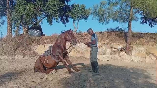 A vendre cheval lusitano 