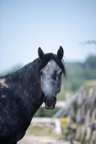 Poney à former pour de belles épreuves