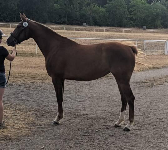 Pouliche de 3 ans, modèle sérieux, lignée 5*