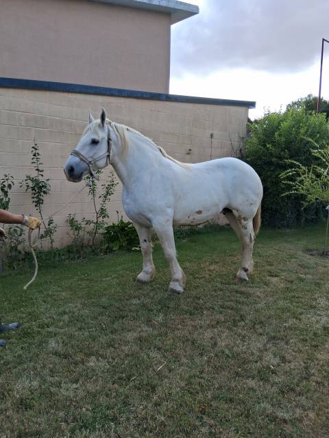 Vends 2 juments boulonnaises