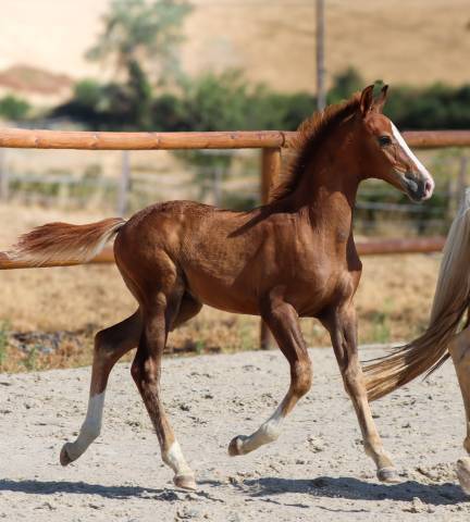 Poulain kwpn par fifty fifty | dressage prospect ✨️