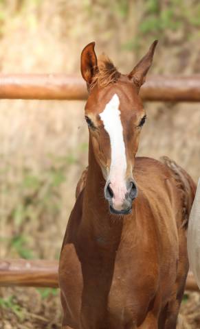 Poulain kwpn par fifty fifty | dressage prospect ✨️