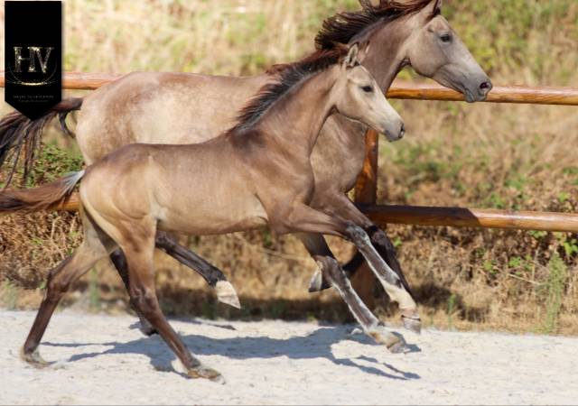 Exceptionnel mâle kwpn isabelle par quaterhit ✨️ 