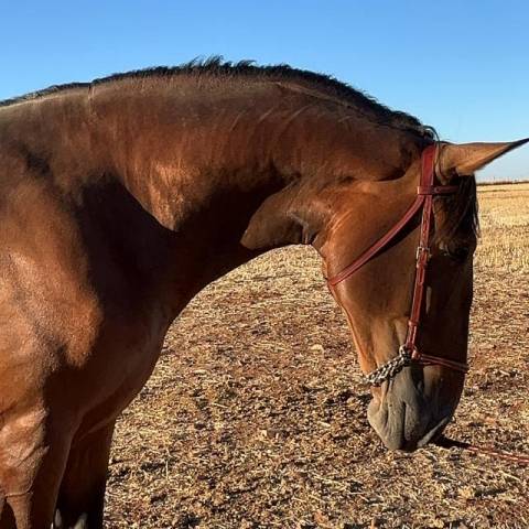 Se vende caballo pre castaño 4,5 años