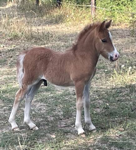 à vendre - poulain shetland