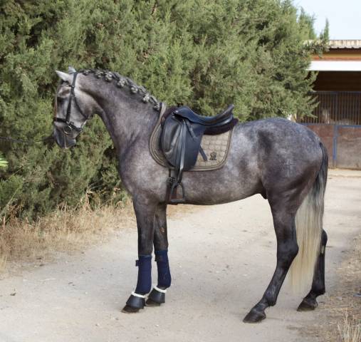 Jeune cheval entier pure race espagnole 5 ans