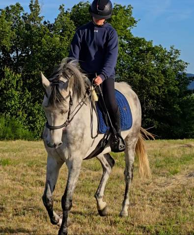 Vente cheval pour du loisir 