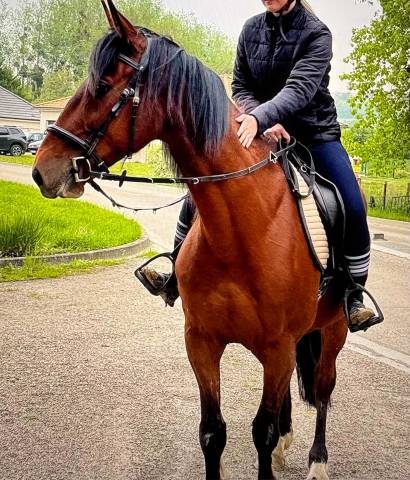 Joli trotteur 9 ans  a remettre en route